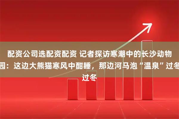 配资公司选配资配资 记者探访寒潮中的长沙动物园：这边大熊猫寒风中酣睡，那边河马泡“温泉”过冬